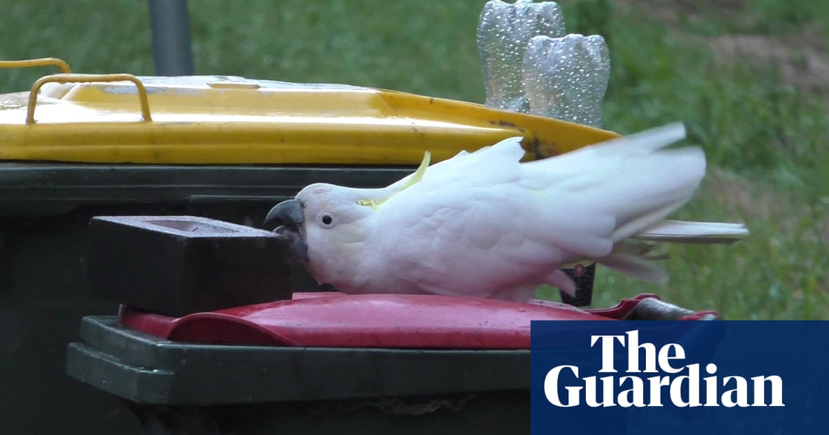 ‘Interspecies innovation arms race’: cockatoos and humans at war over wheelie bi..