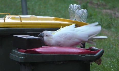 A cockatoo pushing a brick off the red lid of a household waste wheelie bin. The brick was put there to try to deter the birds from getting into the rubbish, but they have learned how to push the bricks off and open the lids again. Behind the bird can be seen another deterrence strategy, two plastic water bottles jammed into the hinge of the bin lid