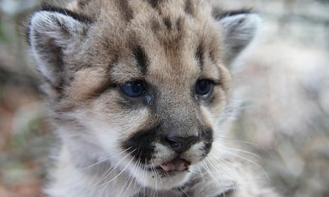 Mountain lion kitten spotted near Los Angeles fuels conservation hopes |  California | The Guardian