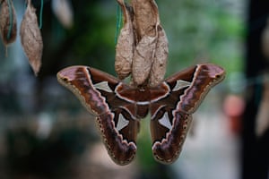 Uma mariposa emerge de um casulo pendurada em um varal nos jardins do Museu de História Natural da Cidade do México, México