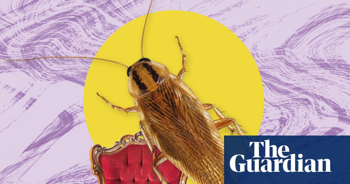 The pest I’ll never forget: the cockroaches I still dream about