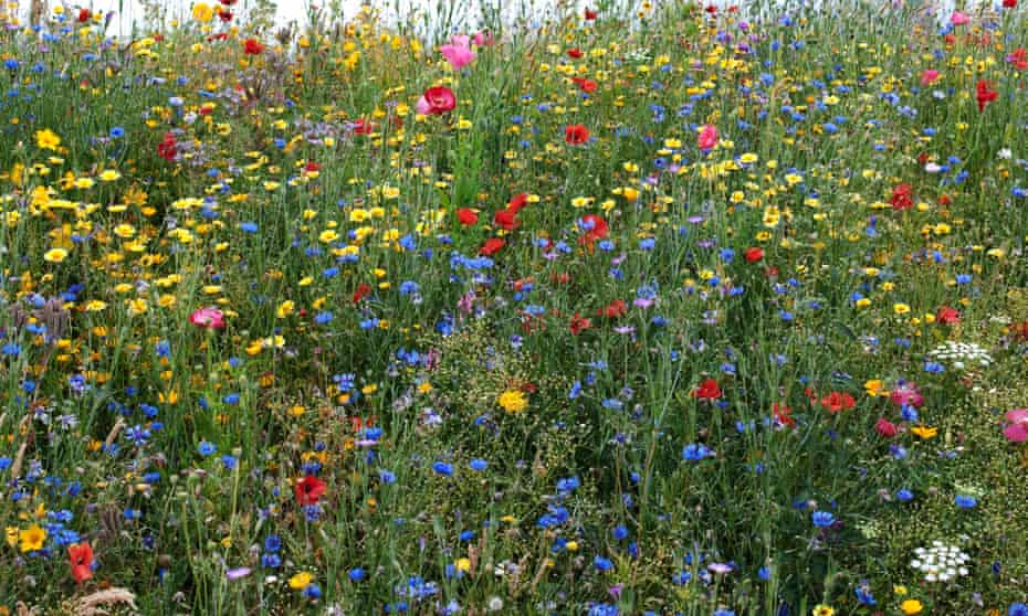Wildflowers in the english countryside.