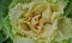 Castelfranco credit Smarties.bio #SM4.18 Saturday magazine Alys Fowler Radicchio column July 2 2022