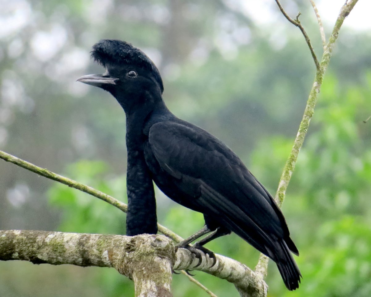 An umbrellabird in the Buenaventura reserve.