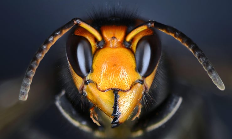 The truth about Asian hornets: how terrified should humans and honeybees actually be?