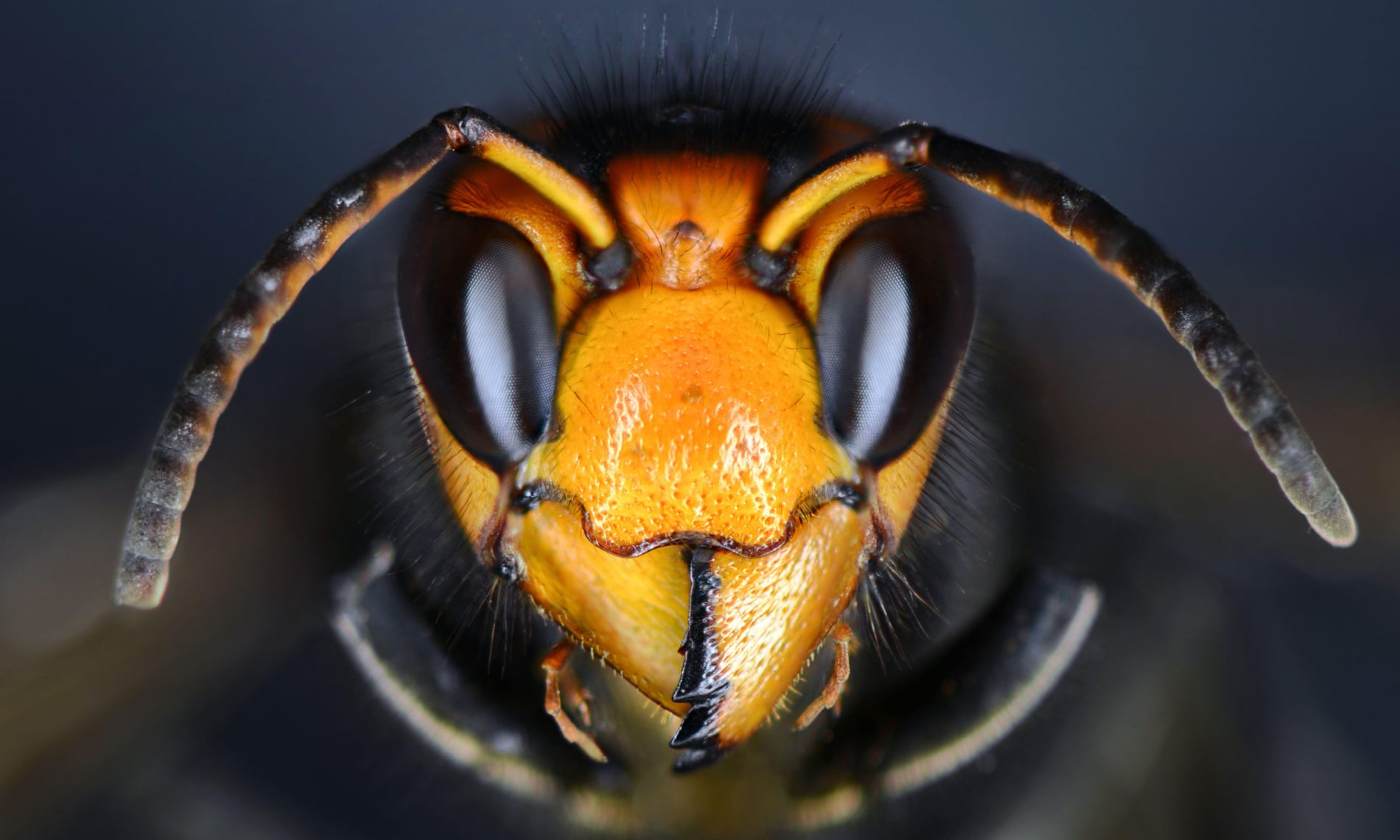face of an Asian yellow-legged hornet