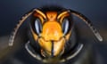 ‘We love a good villain, especially a “foreign” one’ … the Vespa velutina AKA the Asian hornet.