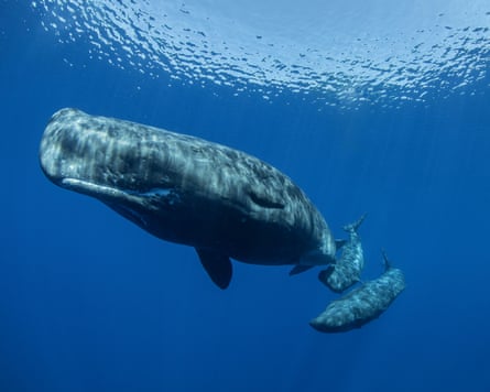 Sperm whales in the ocean