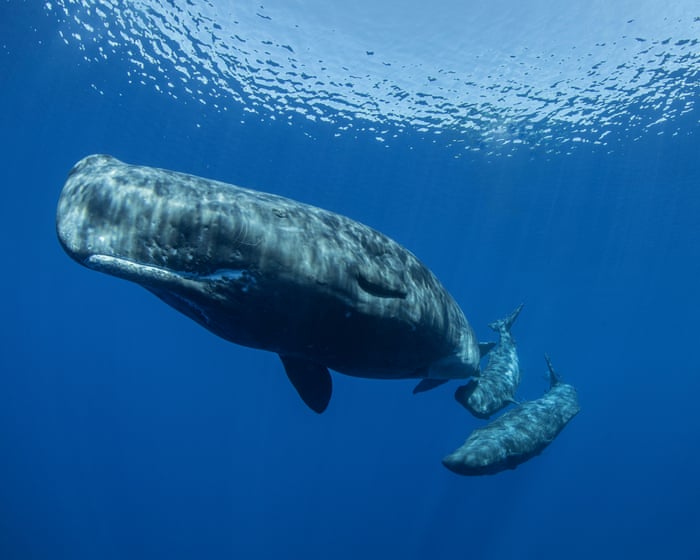 Different sperm whale ‘dialects’ detected on separate sides of the Mediterranean