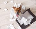 Bad dog sitting on the torn pieces of documents with eyes closed. Naughty pets at home. Bad puppy waiting for punishment