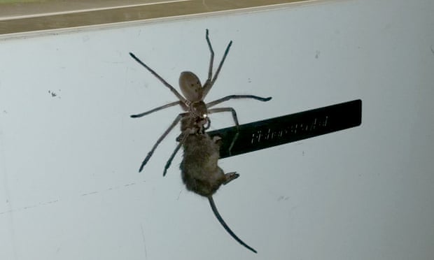 Facebook user Jason Womal posts a video showing a large spider dragging a mouse along what appears to be a fridge.