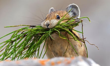 a pika with grass it has gathered