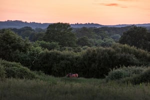 Wild ponies at dusk.