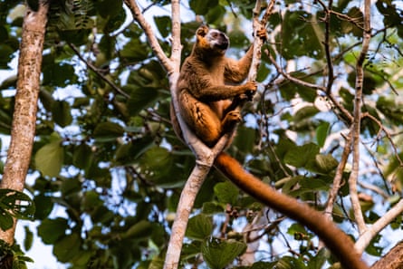 A red-fronted lemur in a tree