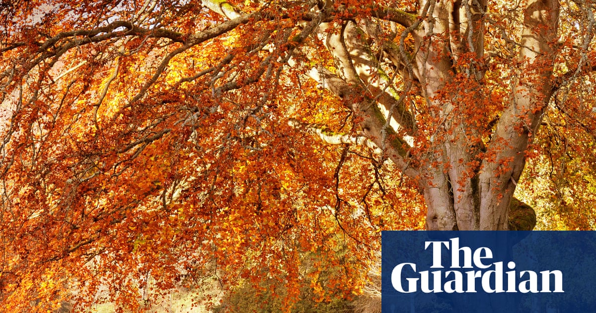 Autumn's Quiet Wisdom: A Season of Reflection and Renewal