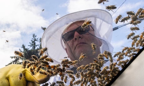 Un apicultor își inspectează încărcăturile