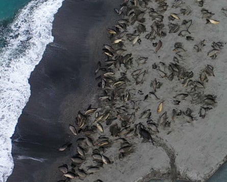 Aerial view of a large group of seals on a beach, with some apparently lying on their backs and possibly dead
