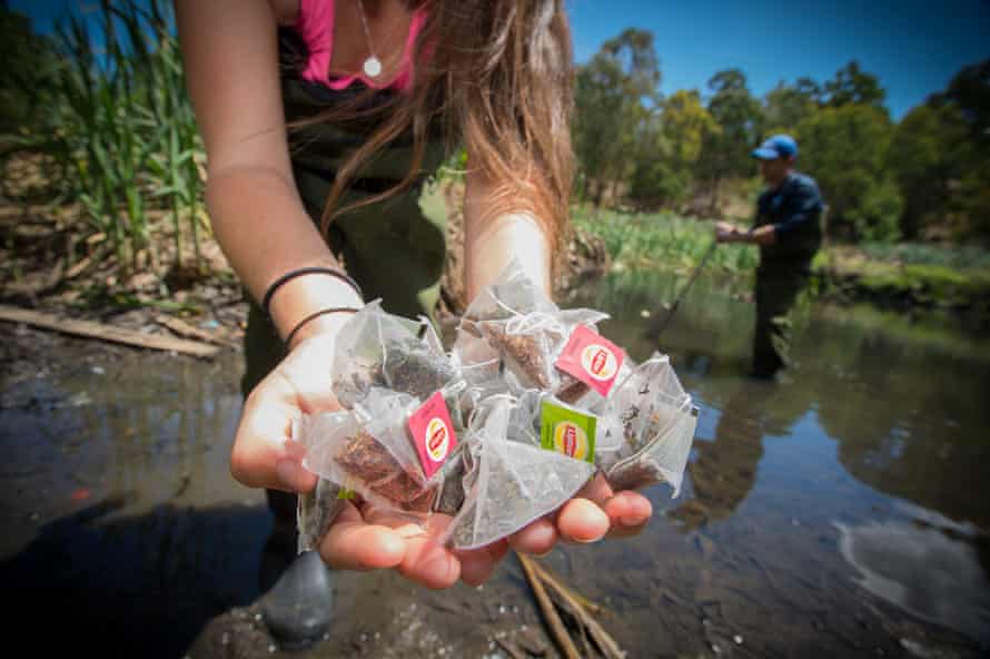 Deakin University researcher Peter Macreadie and PhD candidate Katy Limpert bury the first of 50,000 teabags which will be placed in wetlands around the globe as part of a world-first project to monitor carbon sequestration and breakdown.