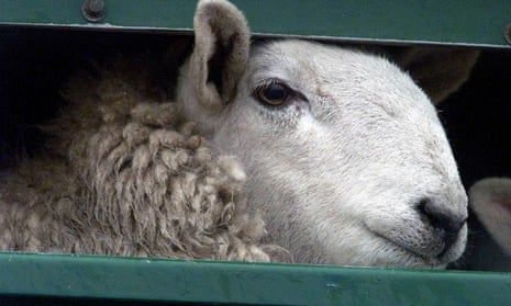 Last year up to 20,000 live sheep were exported to Europe