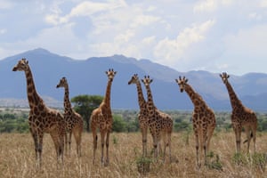 A herd of northern giraffes
