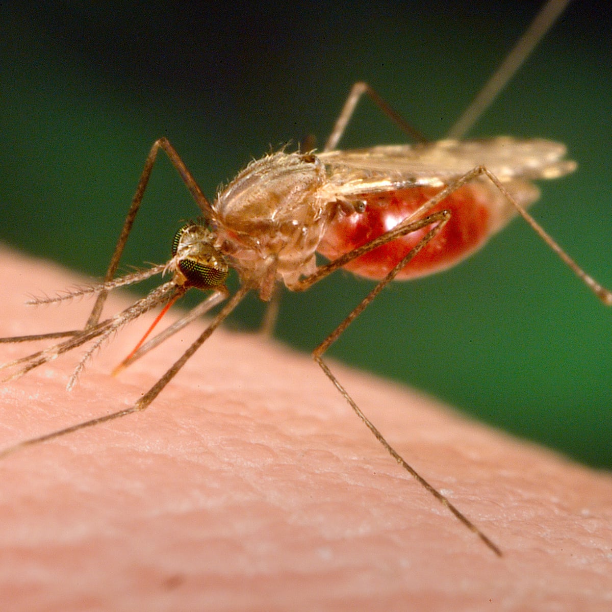 Malaria vaccine oxford