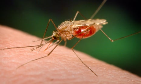 An Anopheles funestus mosquito takes a blood meal from a human host