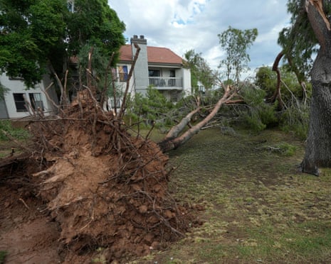 Large uprooted tree in grassy area outside apartment complex