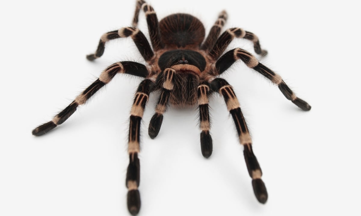 otb-weaver-spider