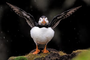 A puffin shows its wingspan