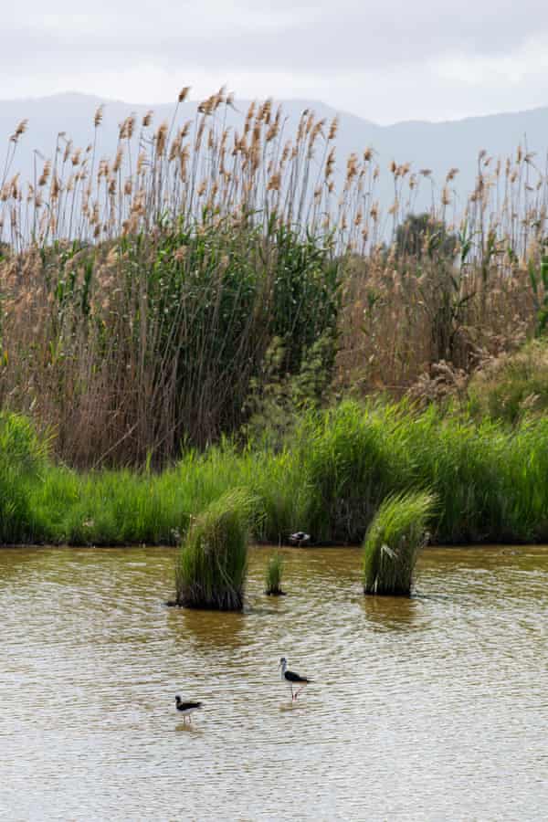 Cigognes blanches dans la lagune des Philippines, l'une des 350 espèces d'oiseaux de la région