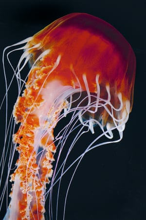 Chrysaora achlyos, also known as the black sea nettle