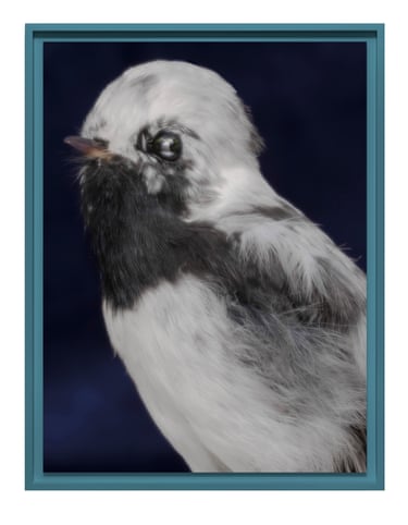 A framed kōmiromiro (tomtit)