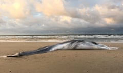 Fin whale washed up on Norfolk beach