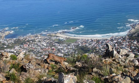 A caracal on the prowl above Cape Town.