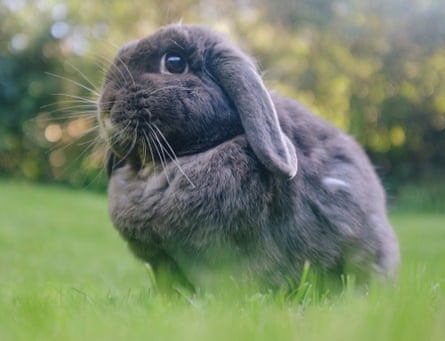 A grey lop-eared dwarf rabbit sitting on grass