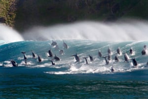 Surfing bottlenose dolphins, in the new series of The Blue Planet.