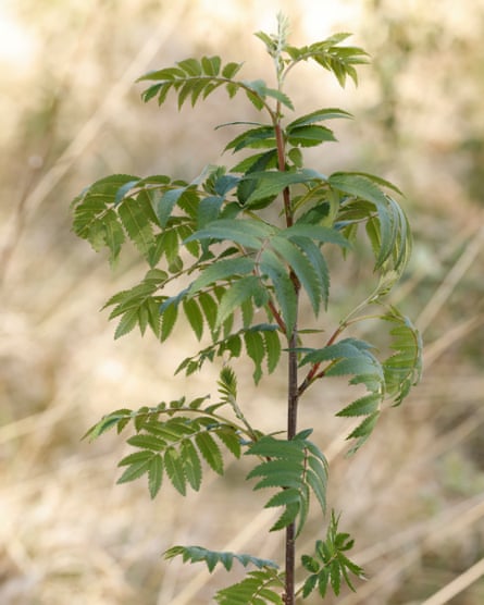 A tree sapling