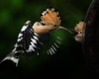 Week in wildlife: a hungry hoopoe, a hot croc and a snoozing otter pup