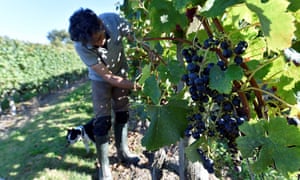 A winemaker of the cooperative des Vignerons de Tutiac (Tutiac wine cooperative) harvests grapes in a vineyard in Blaye near Bordeaux