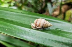Uma raça de caracol que antes se pensava estar extinta na natureza foi redescoberta pela primeira vez em 40 anos. Durante a reintrodução anual dos caracóis Extintos na Natureza e Criticamente Ameaçados criados em zoológicos em sua ilha natal na Polinésia Francesa, Partula tohiveana não marcada foi descoberta - provando que caracóis reintroduzidos anteriormente se reproduziram com sucesso na área. A equipe, liderada por Paul Pearce-Kelly, Curador Sênior de Invertebrados e Peixes da ZSL, encontrou a prova. Este ano, mais de 6.000 caracóis foram restaurados em Moorea, Polinésia Francesa, de zoológicos ao redor do mundo