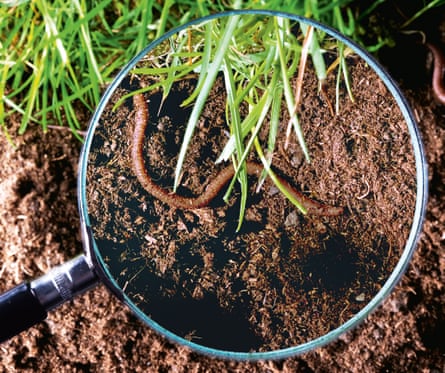 A magnifying glass above soil, with grass and a worm underneath it