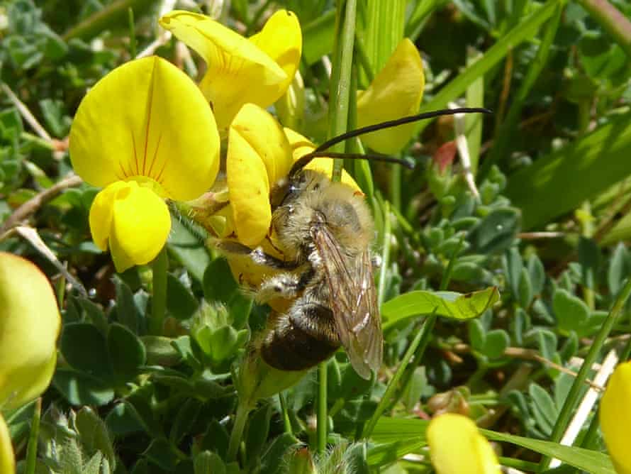The long-horned bee on a yellow gorse flower