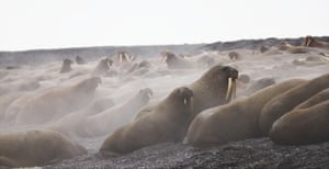 Atlantic walrus (Odobenus rosmarus rosmarus) hauled-out in the fog on Matveev Island, Russia