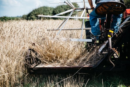 Iwan Evans sits on a reaper-binder as it cuts April bearded wheat