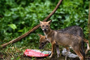 Two young golden jackals (Canis aureus) try to find food from a plastic bag in a forest in Tehatta, India