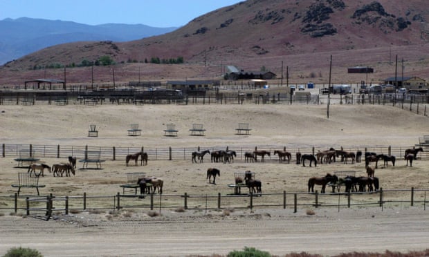Wild horses in a holding pen in Reno, Nevada. BLM officials say that a western HQ will improve a disconnect between Washington and the field.