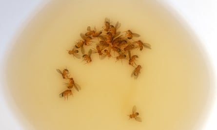 Drowned fruit flies in a small bowl of vinegar