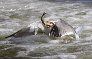 A seagull in a river with a pearl mullet in its mouth