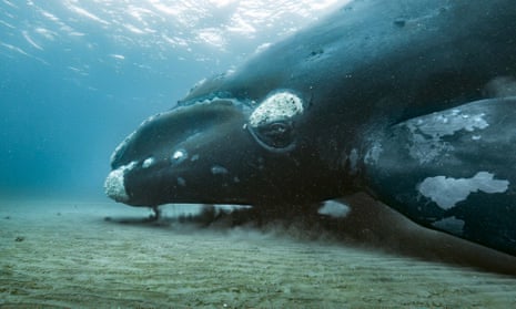 A southern right whale filmed in the shallow waters of Península Valdés, Argentina in a shot from the series. 