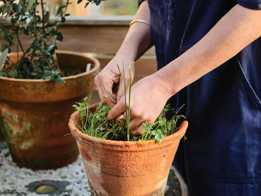 Tending to herb pots.